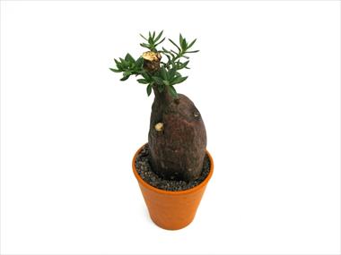 foto van een variëteit aan bloemen, te gebruiken als: Pot Cactus Caudex pachypodium bispinosum