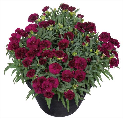 foto van een variëteit aan bloemen, te gebruiken als: Korf / Pot Dianthus Sunflor® Paseo