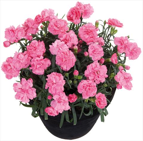 foto van een variëteit aan bloemen, te gebruiken als: Korf / Pot Dianthus Sunflor® Pink Panther