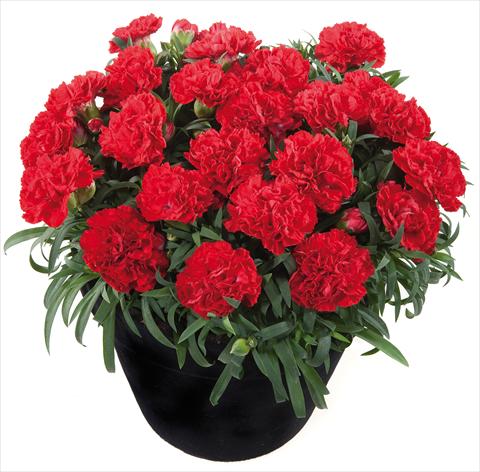 foto van een variëteit aan bloemen, te gebruiken als: Korf / Pot Dianthus Sunflor® Red Bull