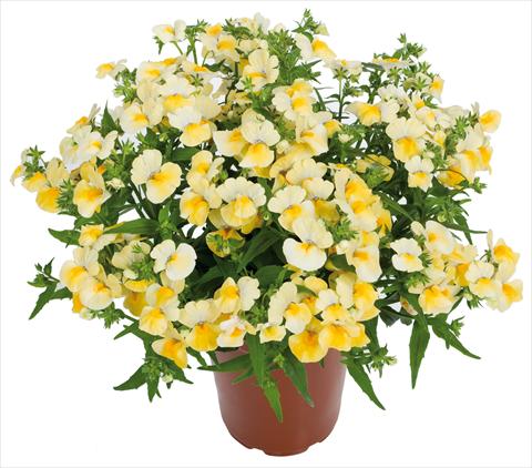 foto van een variëteit aan bloemen, te gebruiken als: Korf / Pot Nemesia Angelart® fides® Pineapple