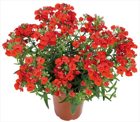 foto van een variëteit aan bloemen, te gebruiken als: Korf / Pot Nemesia Angelart® fides® Strawberry
