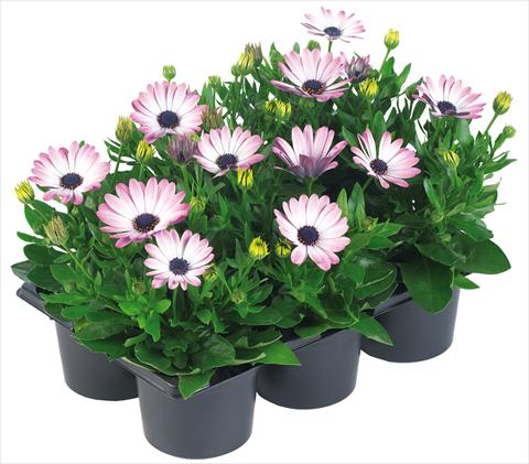 foto van een variëteit aan bloemen, te gebruiken als: Pot - en perkplant Osteospermum Margarita Nano® fides® Pink Bicolor