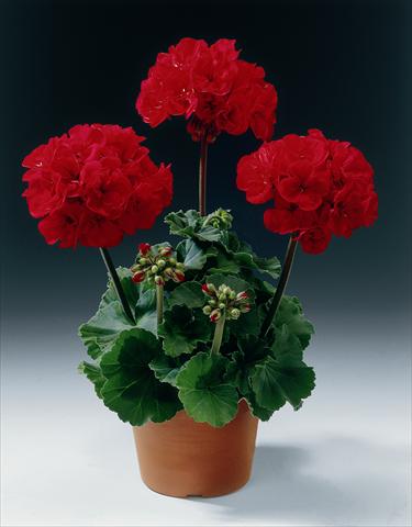 foto van een variëteit aan bloemen, te gebruiken als: Potplant, perkplant, patioplant Pelargonium zonale pac® Samelia