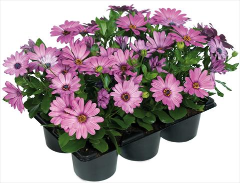 foto van een variëteit aan bloemen, te gebruiken als: Pot - en perkplant Osteospermum Margarita Nano® fides® Pink