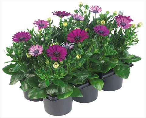 foto van een variëteit aan bloemen, te gebruiken als: Pot - en perkplant Osteospermum Margarita Nano® fides® Purple