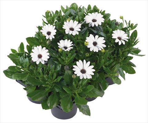 foto van een variëteit aan bloemen, te gebruiken als: Pot - en perkplant Osteospermum Margarita Nano® fides® White