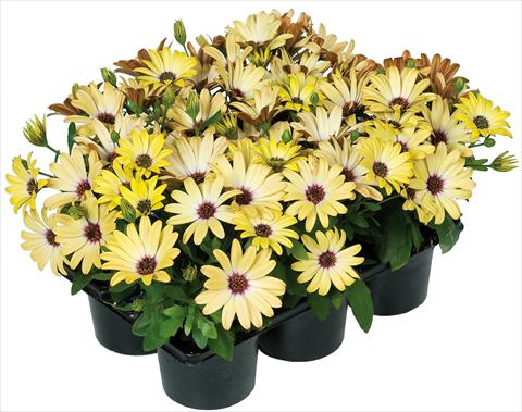 foto van een variëteit aan bloemen, te gebruiken als: Pot - en perkplant Osteospermum Margarita Nano® fides® Yellow