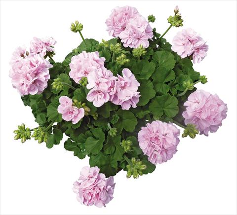 foto van een variëteit aan bloemen, te gebruiken als: Patioplant, potplant Pelargonium interspecifico Interspecific® fides® Belcanto