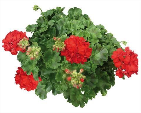 foto van een variëteit aan bloemen, te gebruiken als: Patioplant, potplant Pelargonium interspecifico Interspecific® fides® Mambo