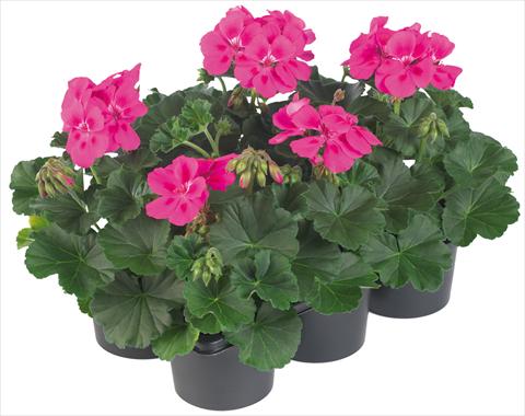 foto van een variëteit aan bloemen, te gebruiken als: Potplant, patioplant, korfplant Pelargonium peltatum Pop Idols® fides® Neon Pink