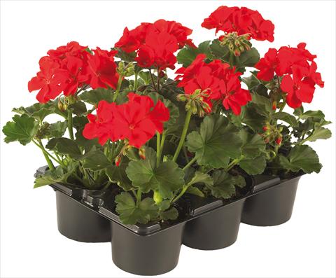 foto van een variëteit aan bloemen, te gebruiken als: Potplant, patioplant, korfplant Pelargonium peltatum Pop Idols® fides® Red