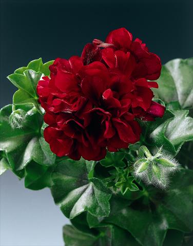 foto van een variëteit aan bloemen, te gebruiken als: Perkplant, patioplant, korfplant Pelargonium peltatum pac® Tomcat