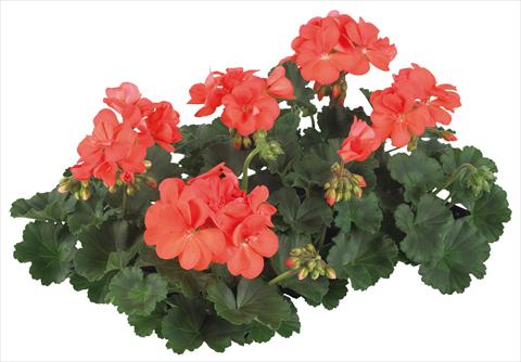 foto van een variëteit aan bloemen, te gebruiken als: Potplant, patioplant, korfplant Pelargonium peltatum Pop Idols® fides® Salmon