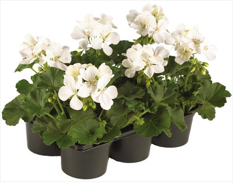 foto van een variëteit aan bloemen, te gebruiken als: Potplant, patioplant, korfplant Pelargonium peltatum Pop Idols® fides® White