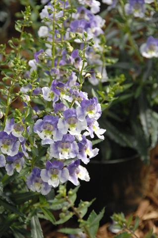 foto van een variëteit aan bloemen, te gebruiken als: Potplant, perkplant, patioplant, korfplant Angelonia Angelface Blu Bicolor