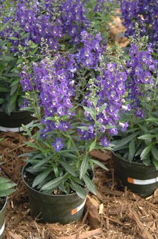 foto van een variëteit aan bloemen, te gebruiken als: Potplant, perkplant, patioplant, korfplant Angelonia Angelface Dark Violet