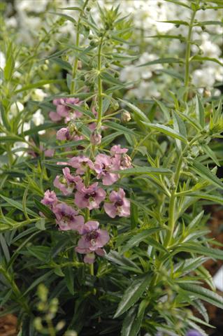 foto van een variëteit aan bloemen, te gebruiken als: Potplant, perkplant, patioplant, korfplant Angelonia Angelface Pink
