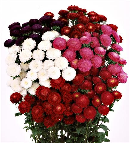 foto van een variëteit aan bloemen, te gebruiken als: Snijbloemen Aster (Callistephus) Bonita Mix a fiore doppio