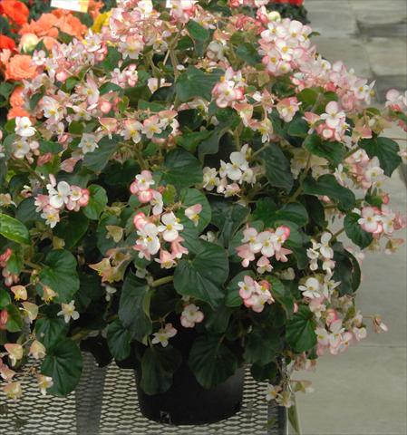 foto van een variëteit aan bloemen, te gebruiken als: Perkplant, potplant of korfplant Begonia Bravehart Rosa Bicolor