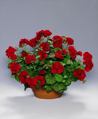 foto van een variëteit aan bloemen, te gebruiken als: Perkplant, patioplant, korfplant Pelargonium peltatum pac® Tomgirl