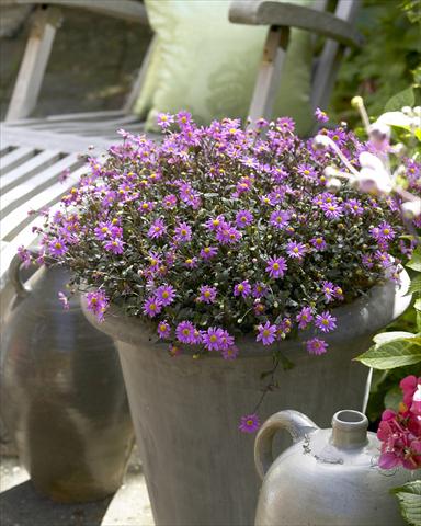 foto van een variëteit aan bloemen, te gebruiken als: Pot - en perkplant Brachyscome Surdaisy Strawberry Mauve