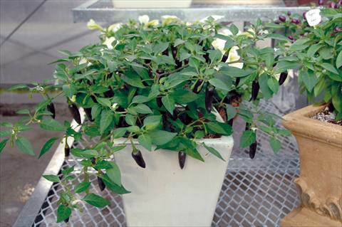 foto van een variëteit aan bloemen, te gebruiken als: Pot - en perkplant Capsicum annuum Kenzo