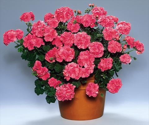 foto van een variëteit aan bloemen, te gebruiken als: Perkplant, patioplant, korfplant Pelargonium peltatum pac® Vicky