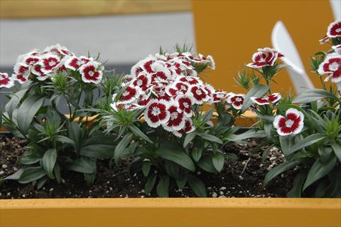 foto van een variëteit aan bloemen, te gebruiken als: Pot - en perkplant Dianthus barbatus Diabunda