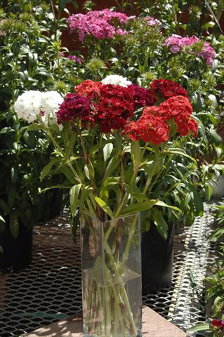 foto van een variëteit aan bloemen, te gebruiken als: Pot - en perkplant Dianthus barbatus Sweet Mix da reciso