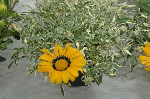 foto van een variëteit aan bloemen, te gebruiken als: Perkplant / Borders Gazania Eagle Eye