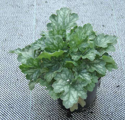 foto van een variëteit aan bloemen, te gebruiken als: Pot - en perkplant Heuchera Kira Temperate Green