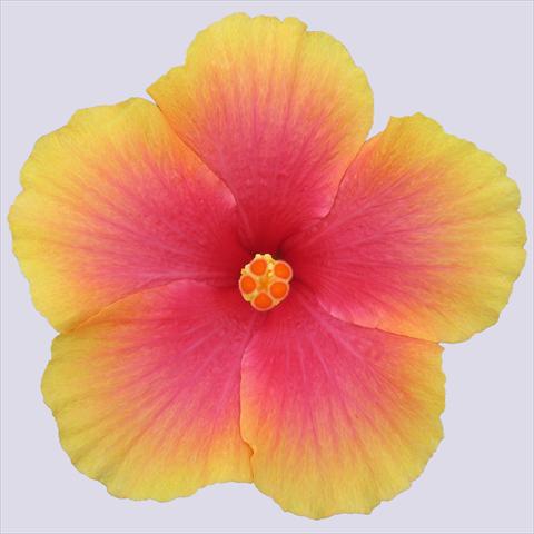 foto van een variëteit aan bloemen, te gebruiken als: Pot - en perkplant Hibiscus rosa-sinensis Krista