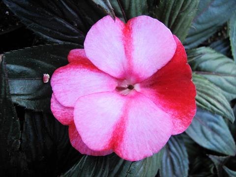 foto van een variëteit aan bloemen, te gebruiken als: Potplant, perkplant, patioplant, korfplant Impatiens N. Guinea Paradise® Amuna