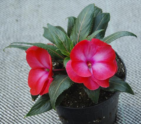 foto van een variëteit aan bloemen, te gebruiken als: Potplant, perkplant, patioplant, korfplant Impatiens N. Guinea Paradise® Manga