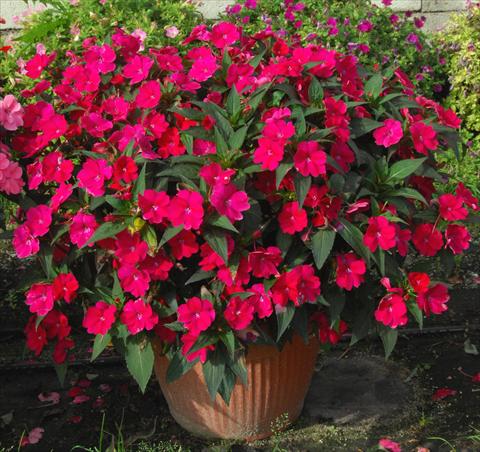foto van een variëteit aan bloemen, te gebruiken als: Potplant, perkplant, patioplant, korfplant Impatiens N. Guinea SunPatiens® Spreading Red Magenta