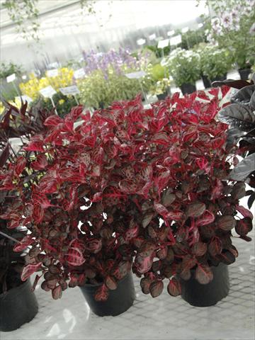 foto van een variëteit aan bloemen, te gebruiken als: Pot - en perkplant Iresine Brillantissima Rosso