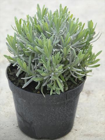 foto van een variëteit aan bloemen, te gebruiken als: Pot - en perkplant Lavandula angustifolia Hidcote blu