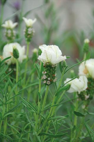 foto van een variëteit aan bloemen, te gebruiken als: Pot - en perkplant Lavandula stoechas Bianca