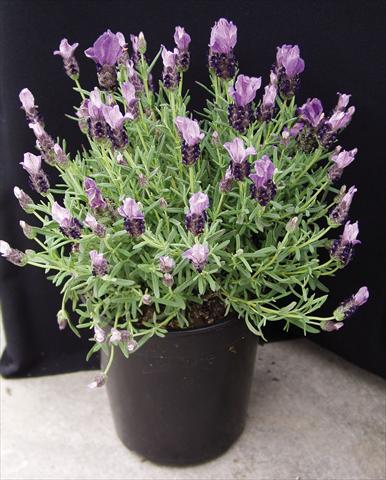 foto van een variëteit aan bloemen, te gebruiken als: Pot - en perkplant Lavandula stoechas Purple