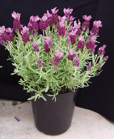 foto van een variëteit aan bloemen, te gebruiken als: Pot - en perkplant Lavandula stoechas Rosa