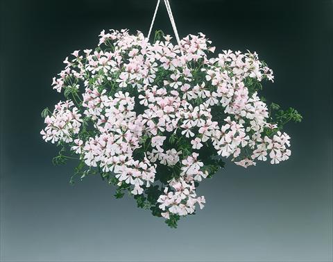 foto van een variëteit aan bloemen, te gebruiken als: Perkplant, patioplant, korfplant Pelargonium peltatum pac® Ville De Dresden