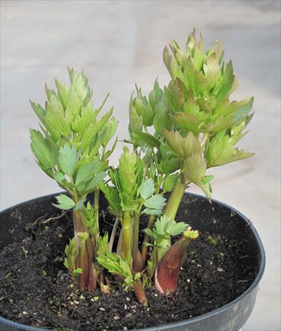 foto van een variëteit aan bloemen, te gebruiken als: Potplant, perkplant, patioplant Levisticum officinale 