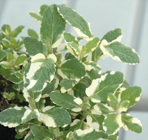 foto van een variëteit aan bloemen, te gebruiken als: Pot - en perkplant Mentha spp variegata