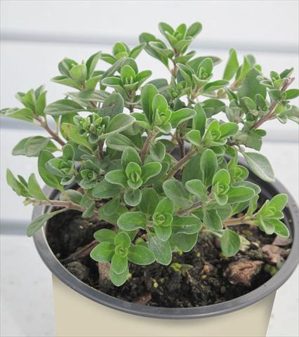 foto van een variëteit aan bloemen, te gebruiken als: Pot - en perkplant Origanum vulgare 