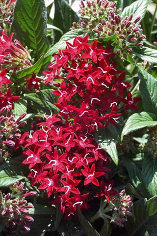 foto van een variëteit aan bloemen, te gebruiken als: Pot - en perkplant Pentas lanceolata Graffiti Red Lace