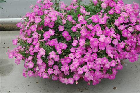 foto van een variëteit aan bloemen, te gebruiken als: Potplant, perkplant, patioplant, korfplant Petunia Gioconda Rosa