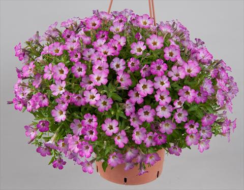 foto van een variëteit aan bloemen, te gebruiken als: Potplant, perkplant, patioplant, korfplant Petunia Littletunia Sweet Sherbet
