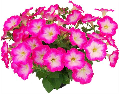 foto van een variëteit aan bloemen, te gebruiken als: Potplant, perkplant, patioplant, korfplant Petunia Veranda® Hot Pink