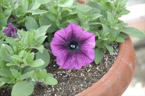 foto van een variëteit aan bloemen, te gebruiken als: Potplant, perkplant, patioplant, korfplant Petunia Veranda® Orchid